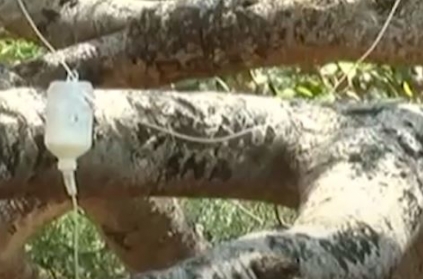 700-year-old tree gets saline treatment in Telangana