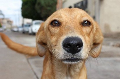 Brave pet dog saves his family from landslip in Kerala