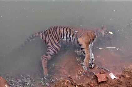 Heartwrenching: Tiger found dead in canal in AP