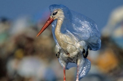 Heart breaking photo of stork caught in plastic bag shows the harsh reality