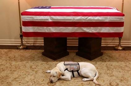 Sully the dog in front of the casket for former President George H.W.