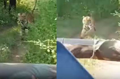 tiger chasing a tourist vehicle inside the Tiger Reserve Viral Video