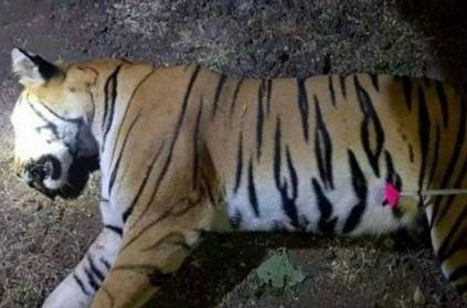Tigress Avni Shot Dead In Maharashtra