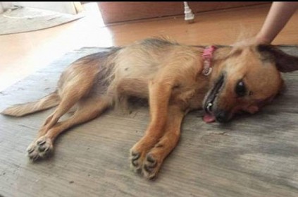 Chennai: Dog beaten to death; 2 arrested