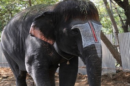 Elephant Sengamalam sports bob-cut at the Rajagopalaswamy temple