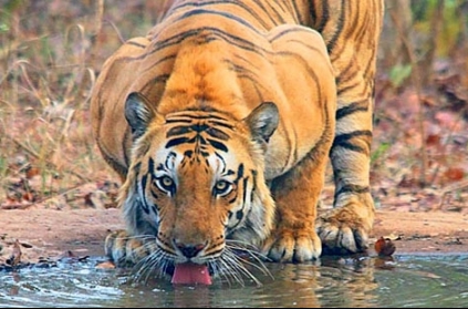 In Making: The biggest tiger reserve in Tamil Nadu