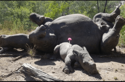 baby rhino lies beside dead mother
