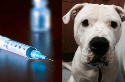 Dog dies after being injected with heroin and 20 other drugs