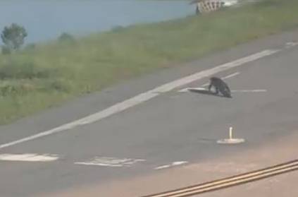 Watch - Flight delayed after alligator strolls on runway