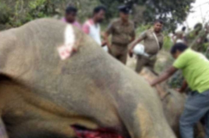 Wild elephant electrocuted while trying to enter farmland.