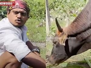 Cook with Comali Pugazh interaction with a cow goes viral